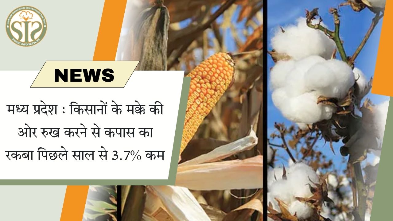 मक्का की ओर झुकाव से MP में कपास रकबा 3.7% घटा