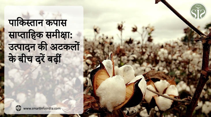 पाकिस्तान कपास साप्ताहिक समीक्षा: उत्पादन की अटकलों के बीच दरें बढ़ीं