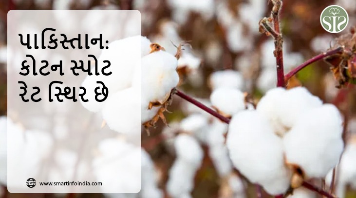પાકિસ્તાન: કોટન સ્પોટ રેટ સ્થિર છે