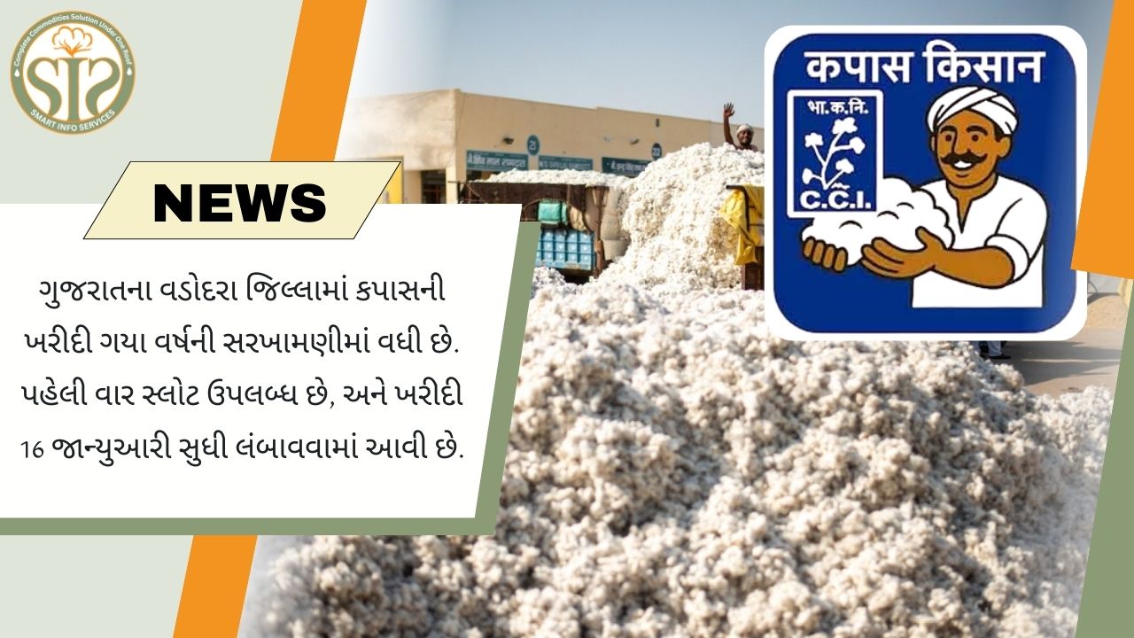 કપાસના ખેડૂતો માટે સીસીઆઈની ખરીદી આજથી શરૂ થઈ રહી છે