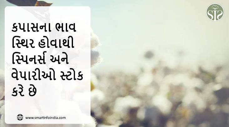 કપાસના ભાવ સ્થિર હોવાથી સ્પિનર્સ અને વેપારીઓ સ્ટોક કરે છે