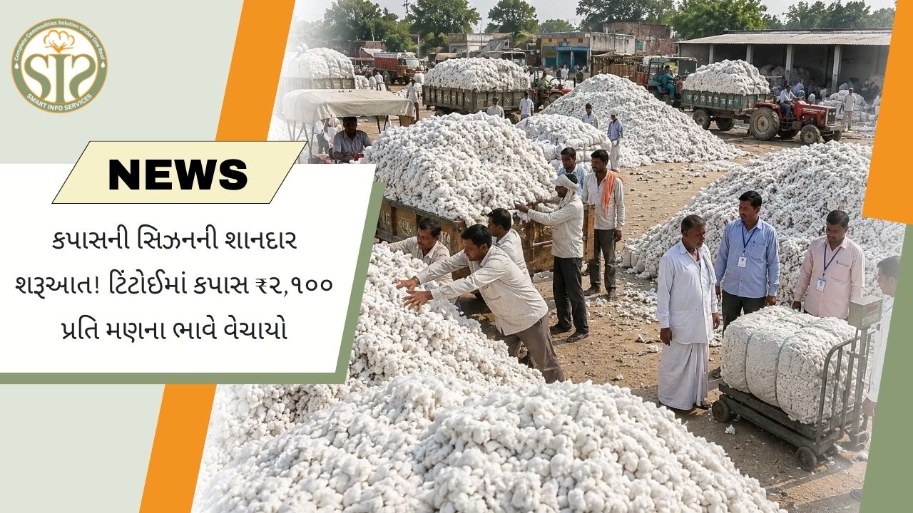 ટિંટોઈમાં કપાસ સીઝનની શરૂઆત ₹2,100 ભાવે