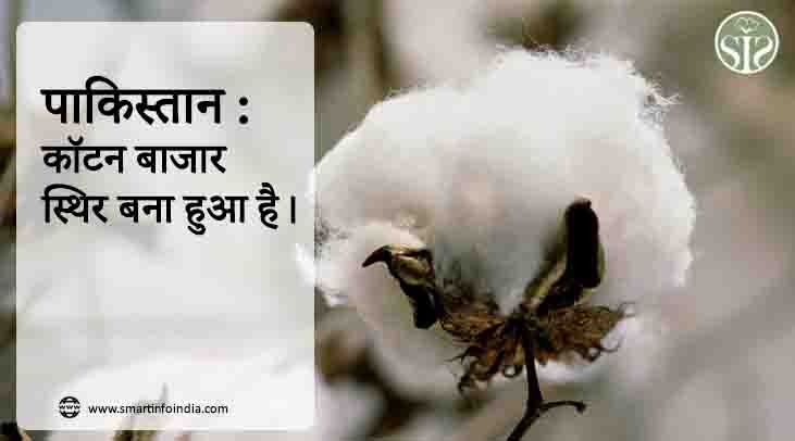 पाकिस्तान : कॉटन बाजार स्थिर बना हुआ है।