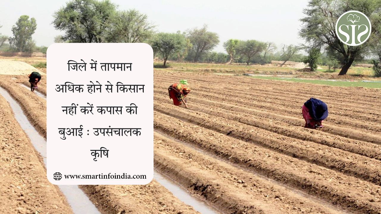 जिले में तापमान अधिक होने से किसान नहीं करें कपास की बुआई : उपसंचालक कृषि