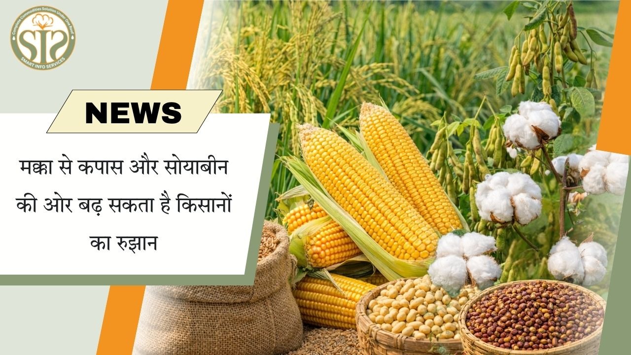 मक्का से कपास और सोयाबीन की ओर बढ़ सकता है किसानों का रुझान