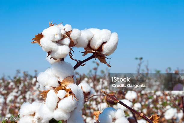 Maharashtra Cotton Crop Damage: Production May Fall by 50% Due to Drought and Heat