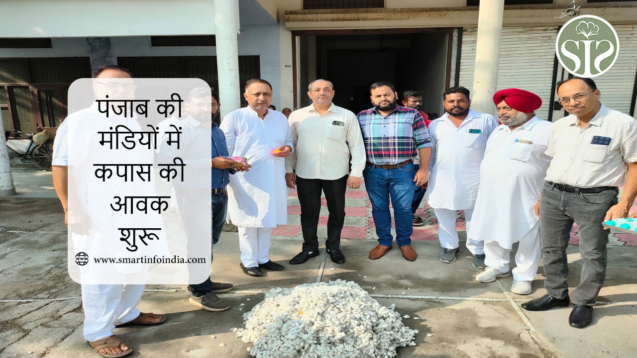 पंजाब की मंडियों में कपास की आवक शुरू
