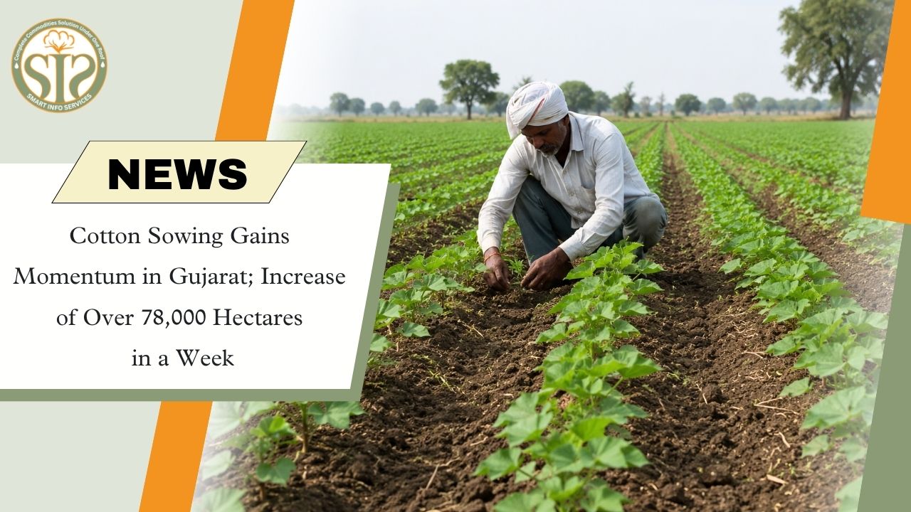 Gujarat Cotton Sowing Surges by 78,000 Hectares in One Week