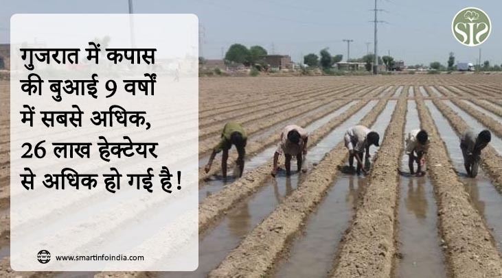 "गुजरात में कपास की बुआई 9 वर्षों में सबसे अधिक, 26 लाख हेक्टेयर से अधिक हो गई है !"