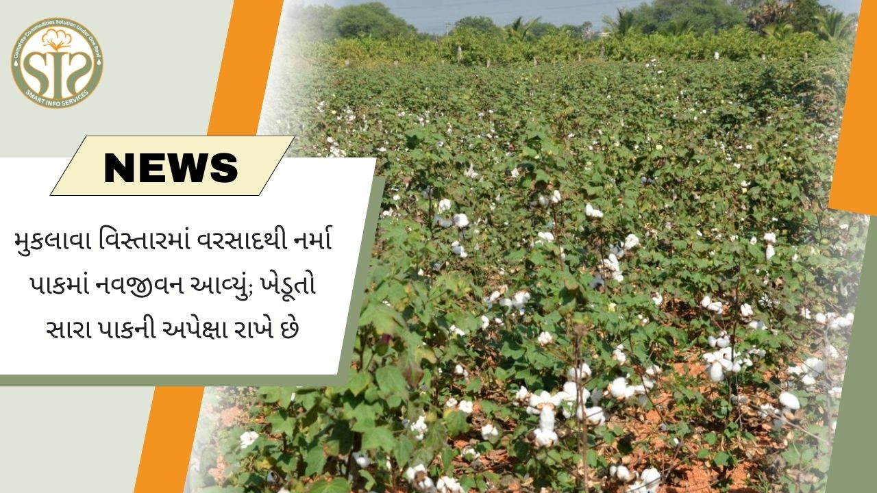વરસાદથી મુકલાવા વિસ્તારમાં નરમા પાકમાં નવજીવન, ખેડૂતોને સારા ઉત્પાદનની આશા