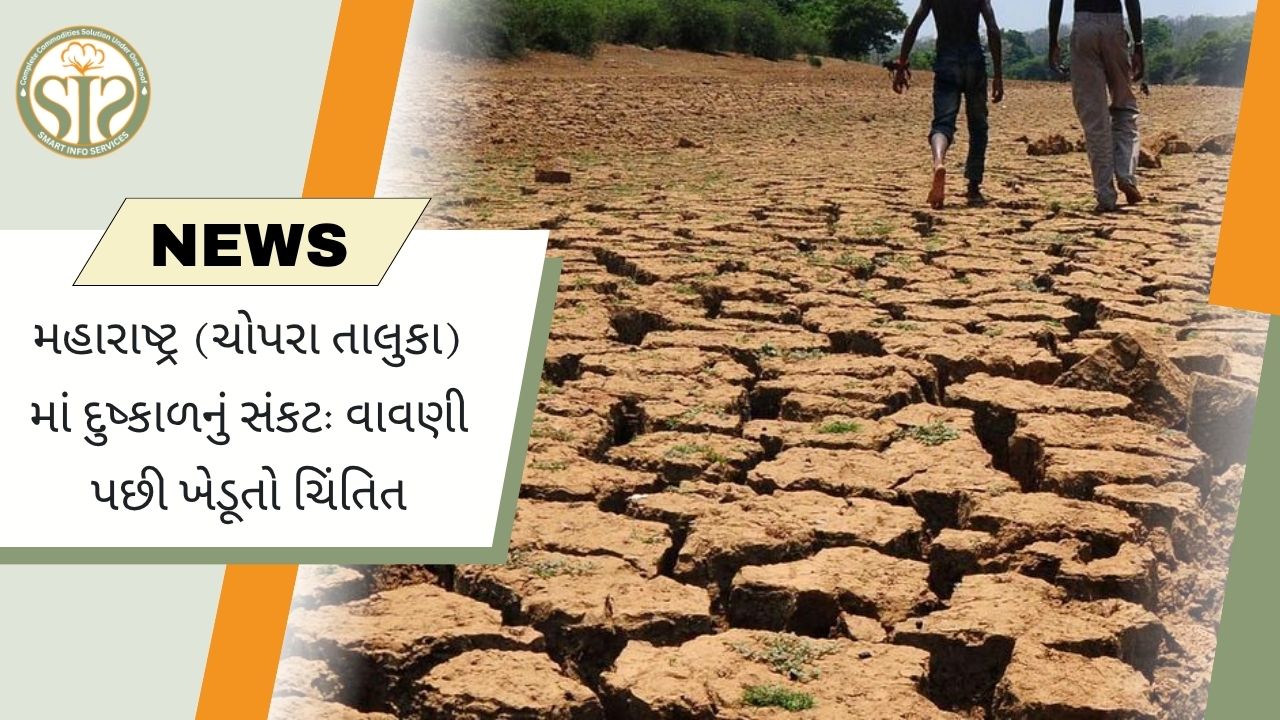 મહારાષ્ટ્ર: ચોપડા તાલુકાના ખેડૂતો દુષ્કાળથી પરેશાન.