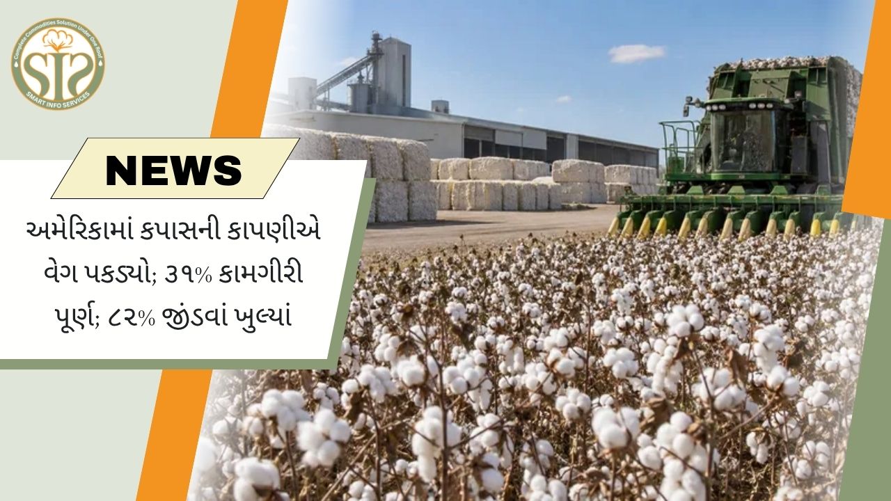 અમેરિકામાં કપાસની લણણી 31% પૂર્ણ, 82% જીંડવા ખૂલ્યાં