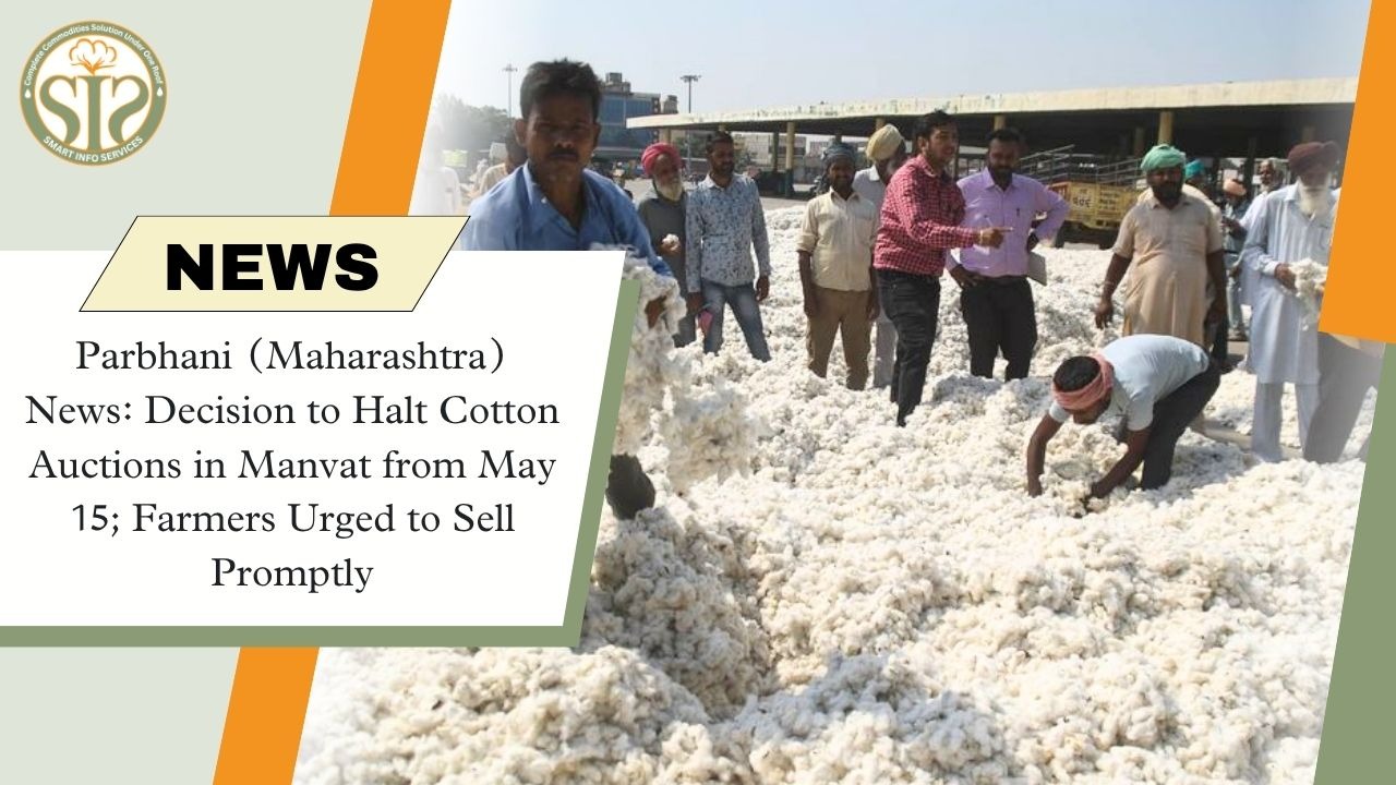 Parbhani (Maharashtra) News: Cotton Auctions in Manvat Suspended from May 15; Farmers Urged to Sell Promptly.