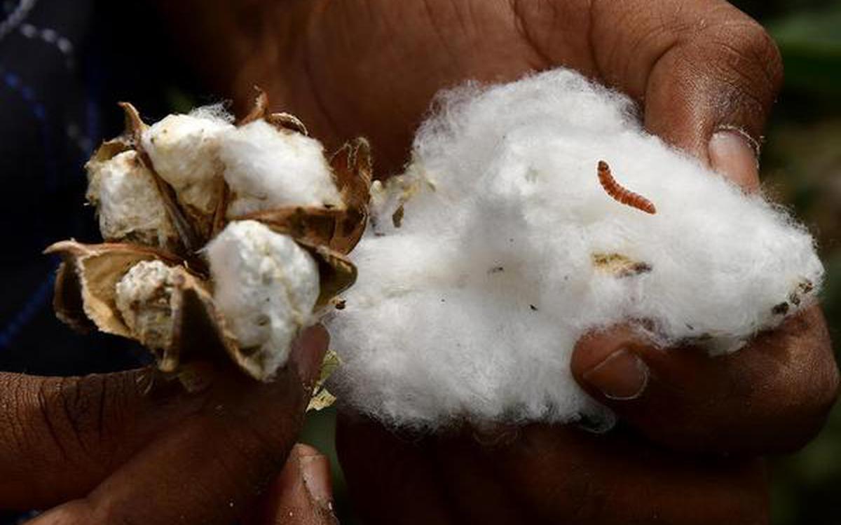 Rains, HTBT, pink bollworm down cotton yields by 20-25%