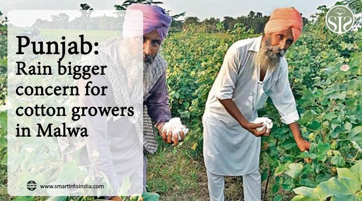 Punjab: Rain bigger concern for cotton growers in Malwa