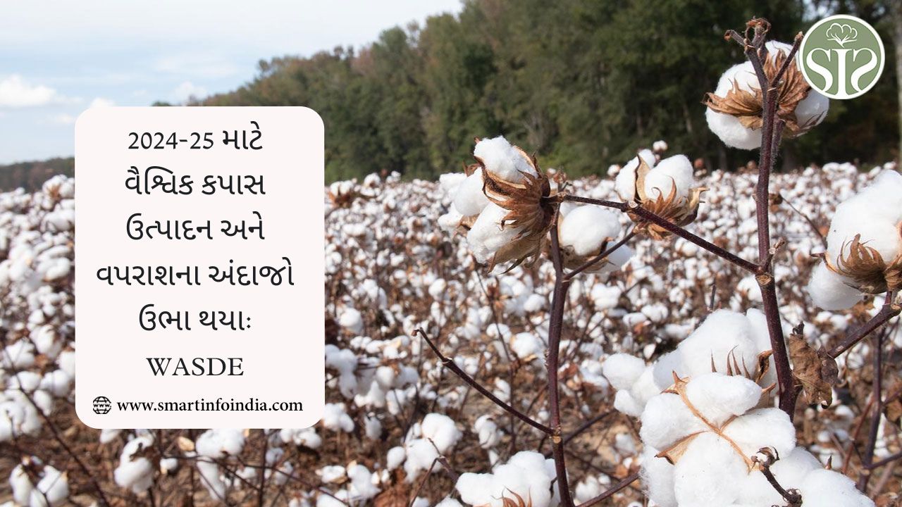 2024-25 માટે વૈશ્વિક કપાસ ઉત્પાદન અને વપરાશના અંદાજો ઉભા થયા: WASDE