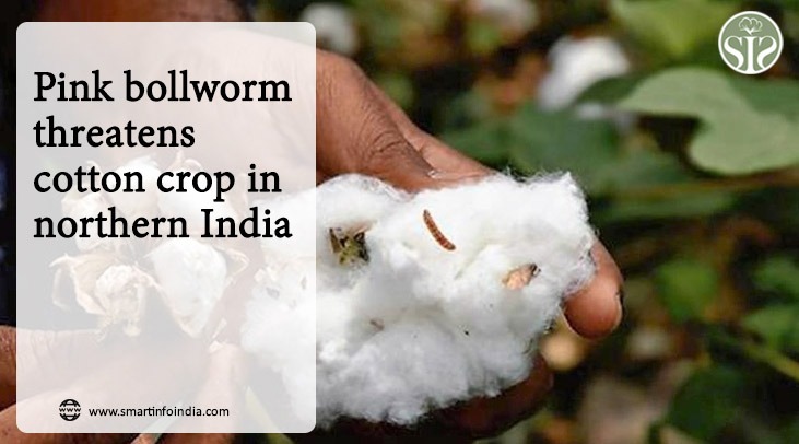 Pink bollworm threatens cotton crop in northern India