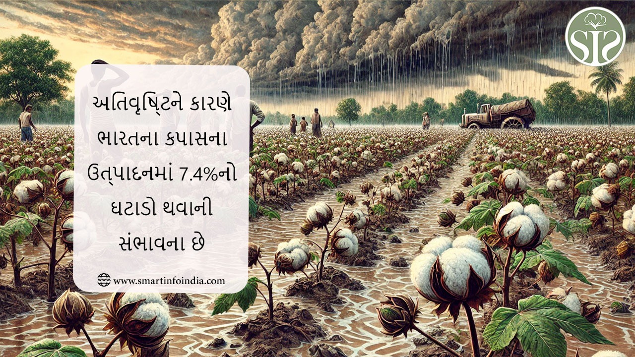 અતિવૃષ્ટિને કારણે ભારતના કપાસના ઉત્પાદનમાં 7.4%નો ઘટાડો થવાની સંભાવના છે