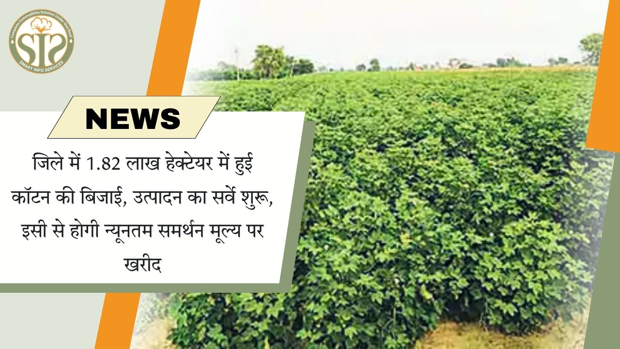 कॉटन की 1.82 लाख हेक्टेयर में बिजाई, समर्थन मूल्य खरीद को लेकर सर्वे शुरू