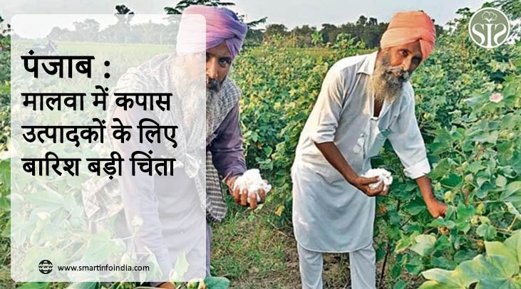 पंजाब: मालवा में कपास उत्पादकों के लिए बारिश बड़ी चिंता