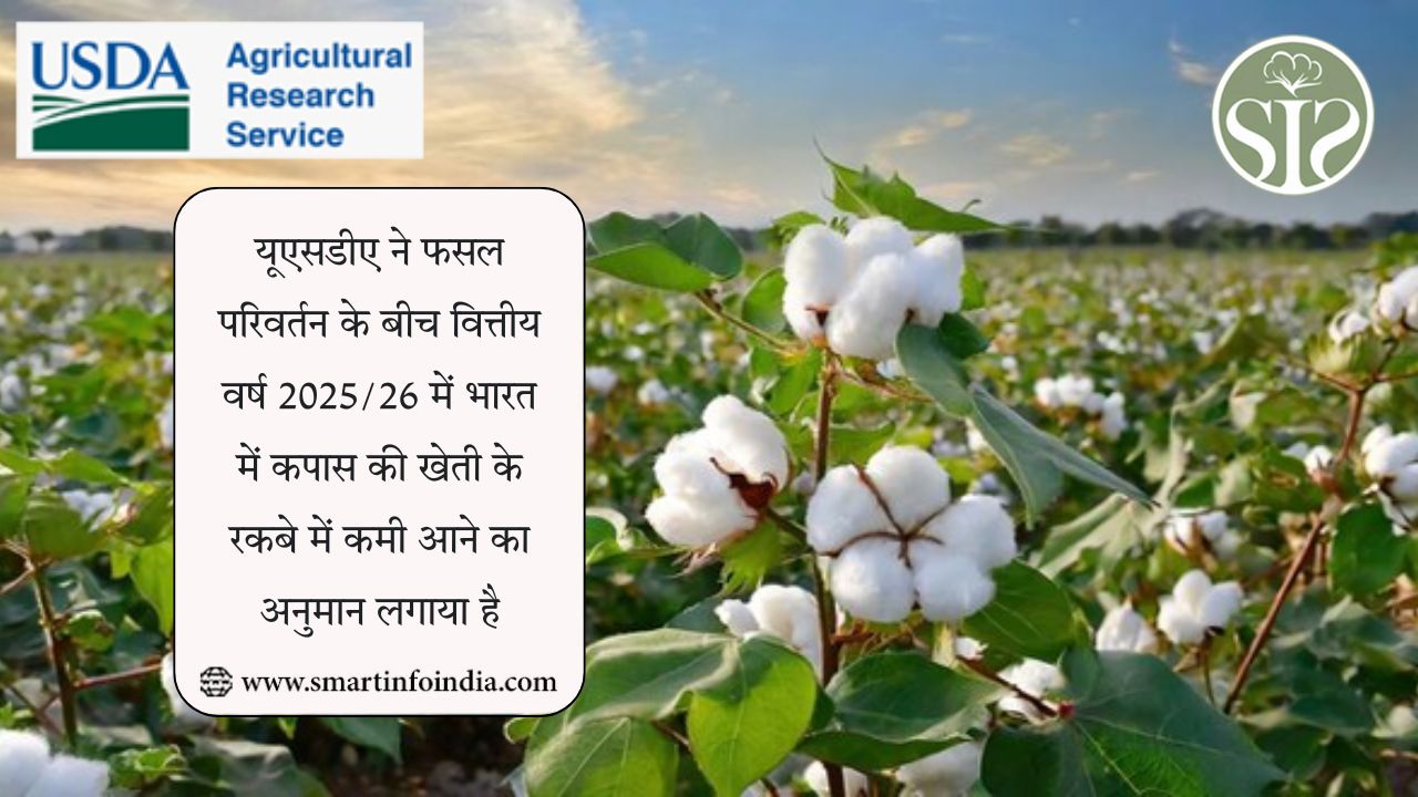 फसल परिवर्तन के बीच USDA ने 2025/26 के लिए भारत में कपास के रकबे में कमी आने का अनुमान लगाया है