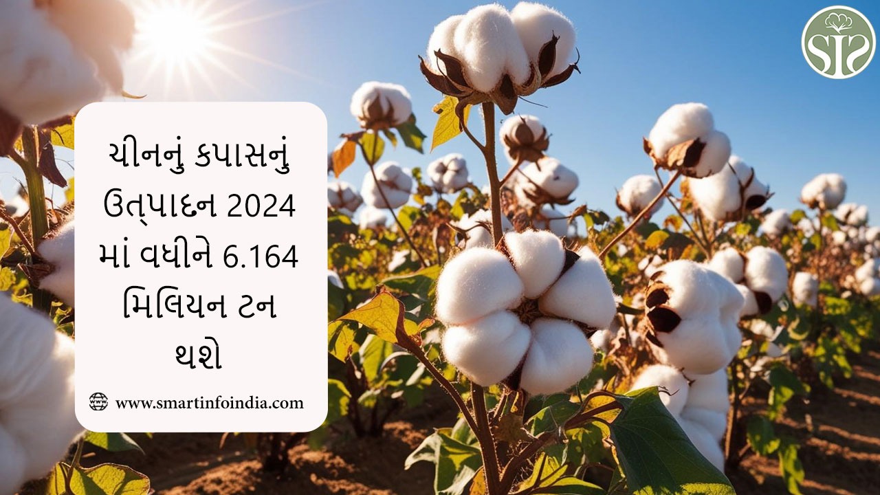 ચીનનું કપાસનું ઉત્પાદન 2024માં વધીને 6.164 મિલિયન ટન થશે