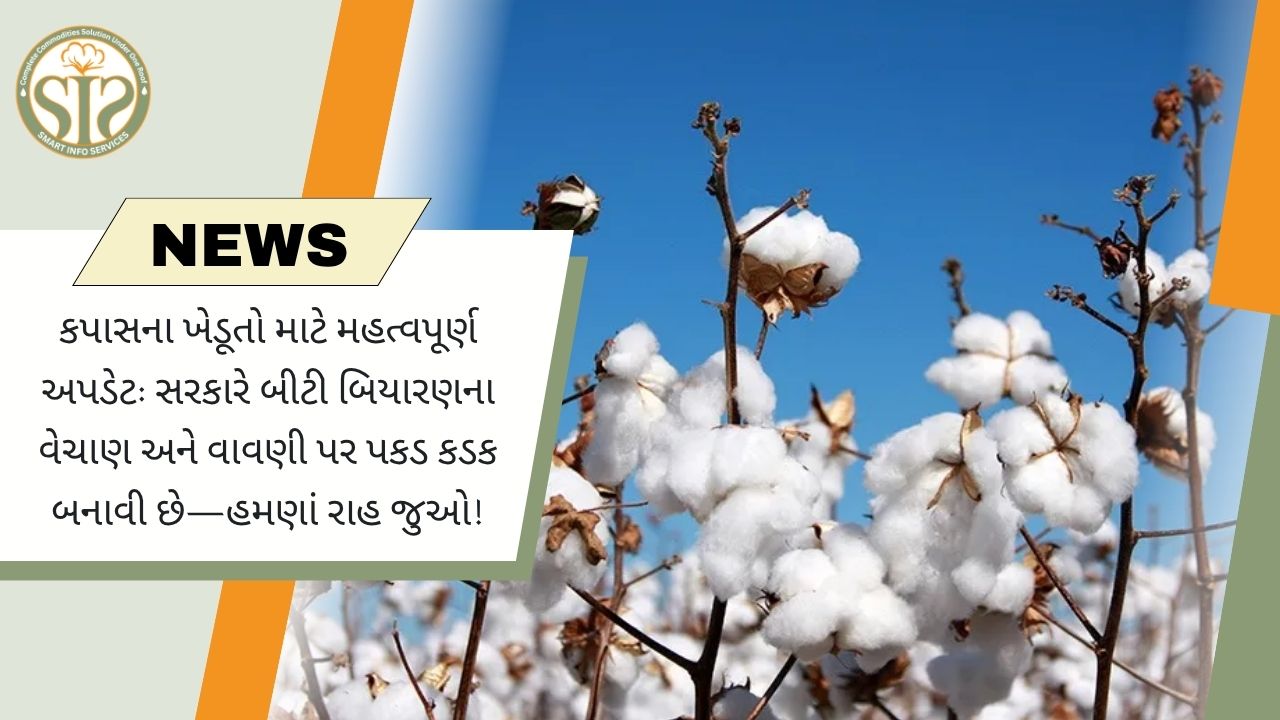 બીટી કપાસના બીજના વેચાણ પર સરકારે કડક કાર્યવાહી કરી; વાવણી પહેલાં રાહ જોવી ફરજિયાત!