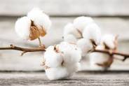 pakistan cotton market update