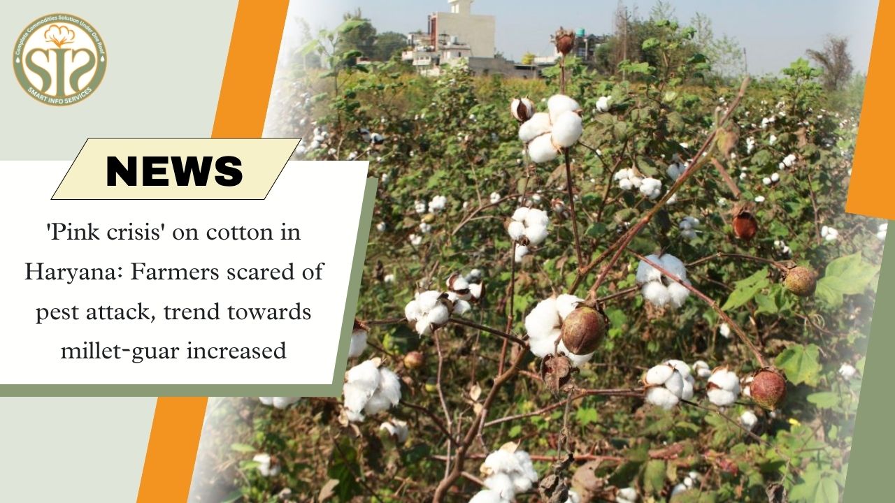 Cotton Crisis in Haryana: Pink Bollworm Infestation