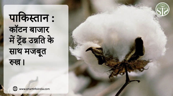पाकिस्तान : कॉटन बाजार में ट्रेंड उन्नति के साथ मजबूत रुख।