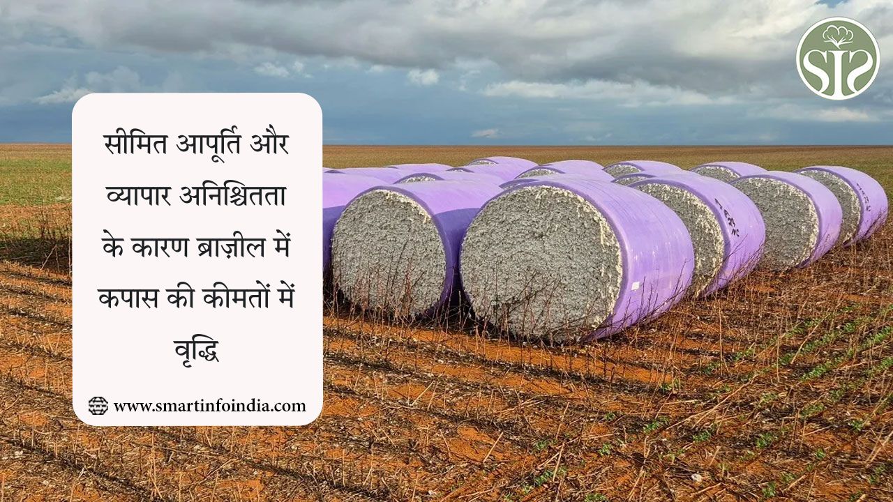 सीमित आपूर्ति और व्यापार अनिश्चितता के कारण ब्राज़ील में कपास की कीमतों में वृद्धि
