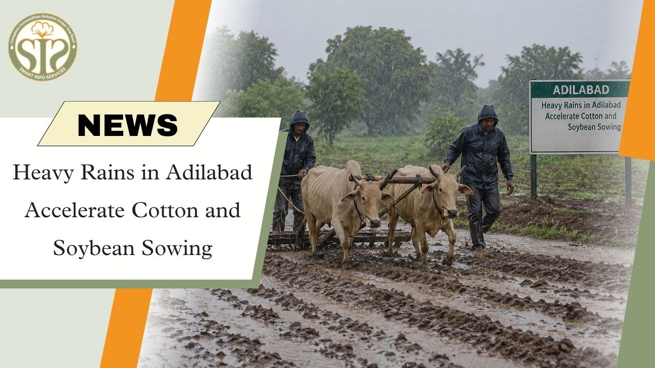 Rain Boosts Sowing in Adilabad