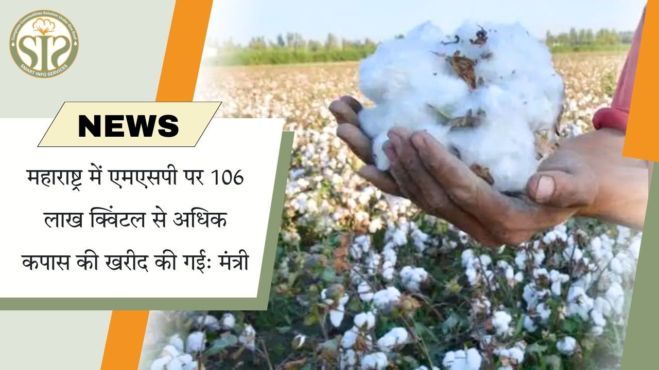 महाराष्ट्र में एमएसपी पर 106 लाख क्विंटल कपास खरीदी: मंत्री