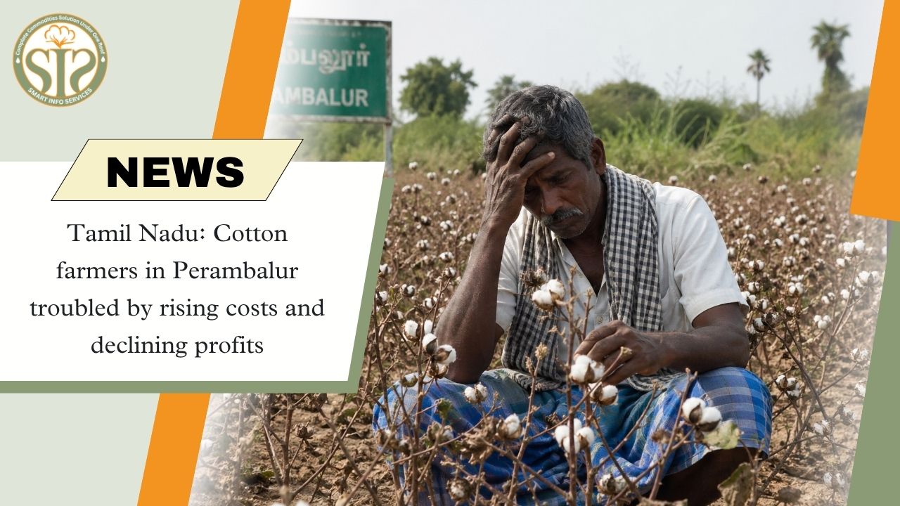 Tamil Nadu: Rising Costs, Declining Profits—Farmers in Perambalur Distressed