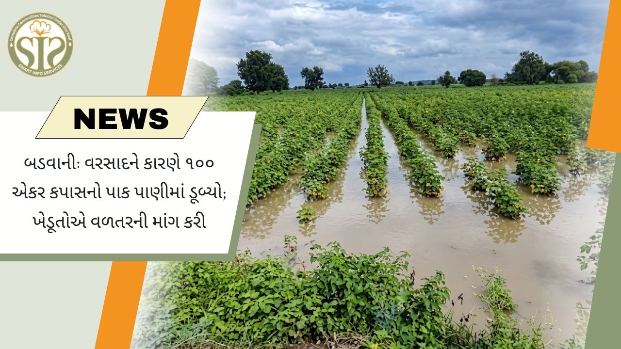 વરસાદથી બારવાણીમાં કપાસ પાણીમાં ડૂબ્યો