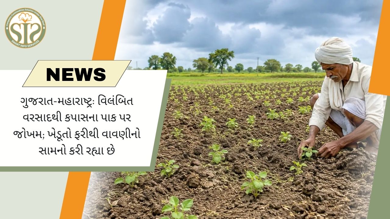 ગુજરાત–મહારાષ્ટ્રમાં વરસાદમાં વિલંબથી કપાસના પાક પર સંકટ, ખેડૂતોમાં ફરી વાવણીની ચિંતા