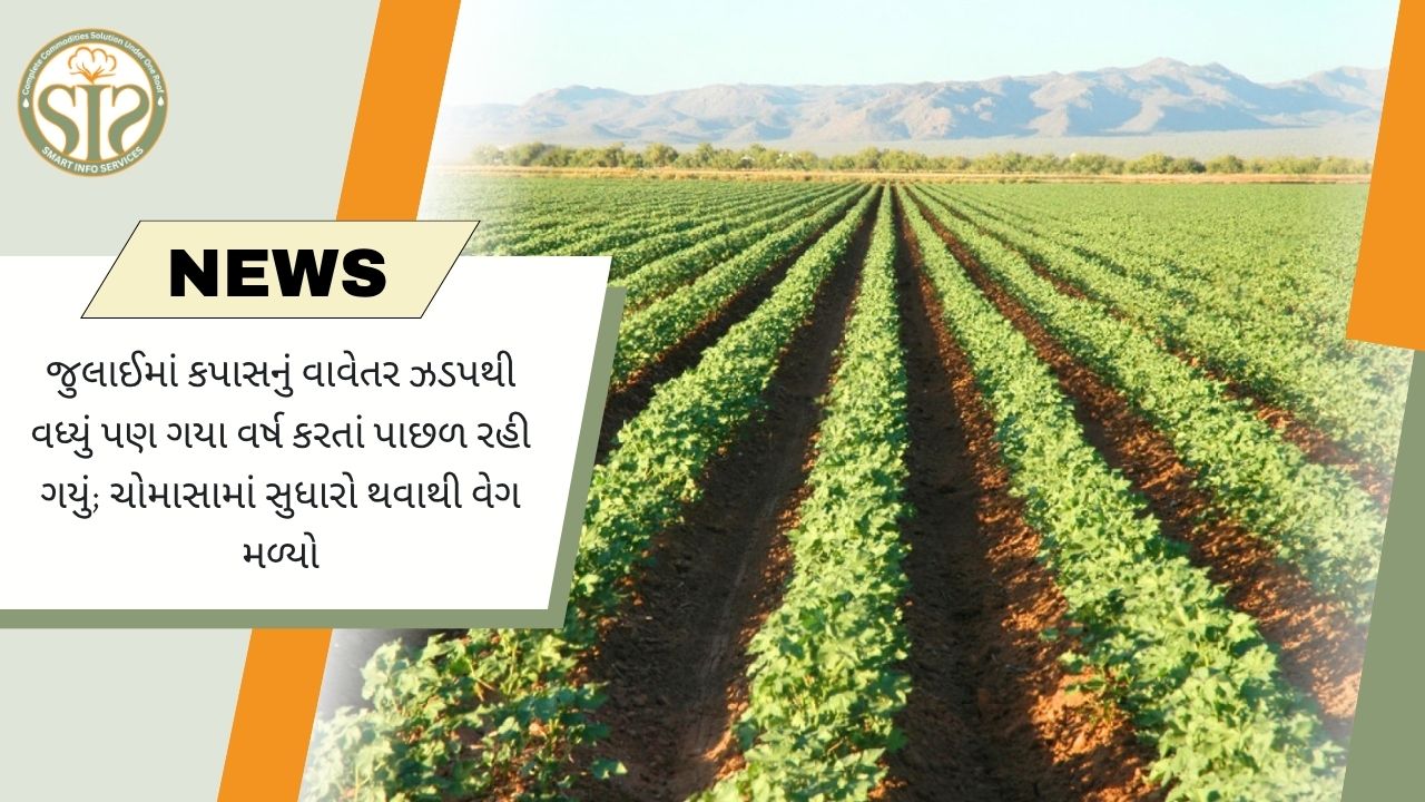 સારા ચોમાસાથી જુલાઈમાં કપાસ વાવેતરને વેગ, છતાં ગયા વર્ષ કરતાં વિસ્તાર ઓછો
