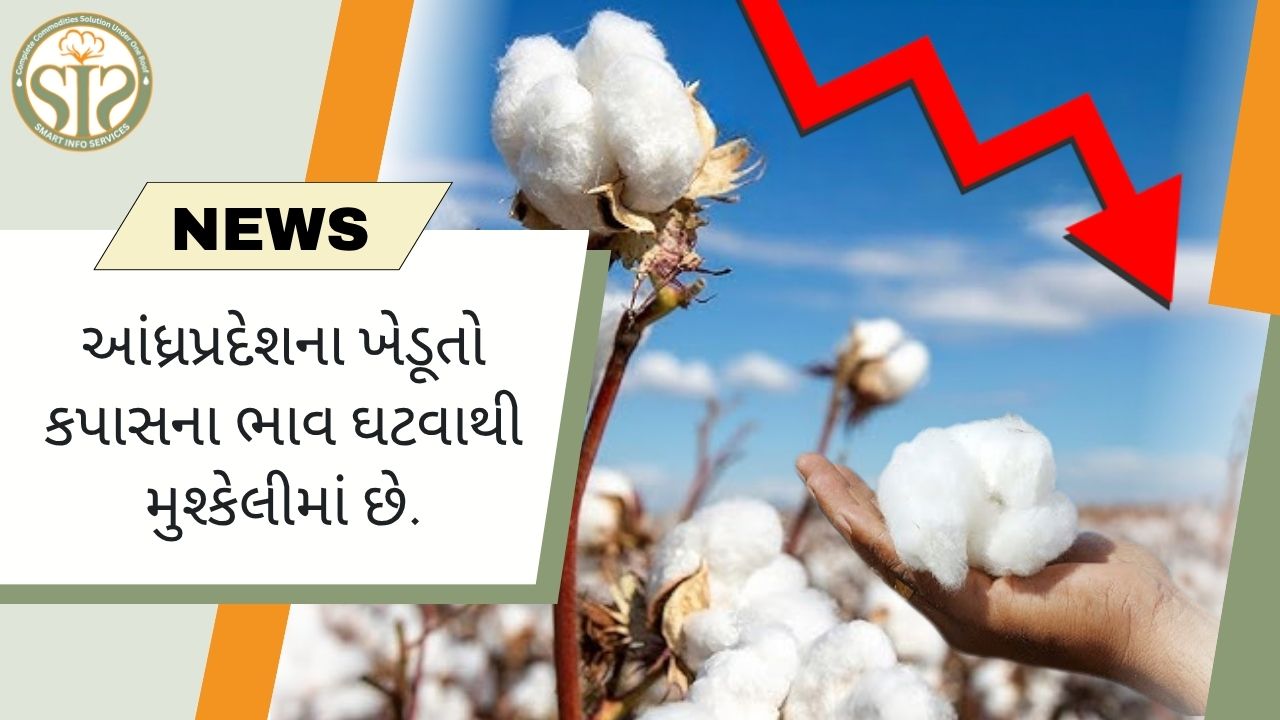 કપાસના ભાવ ઘટવાથી આંધ્રપ્રદેશના ખેડૂતો મુશ્કેલીમાં મુકાયા છે.