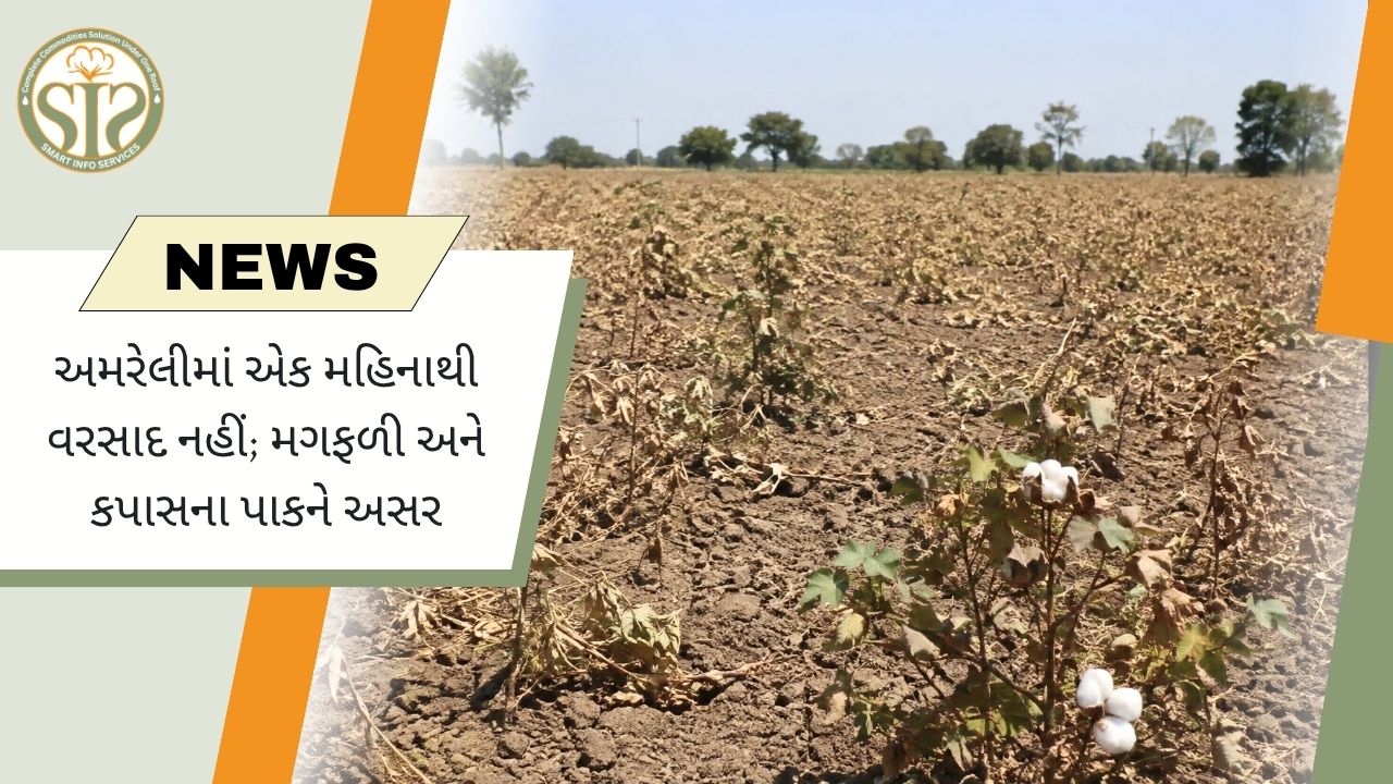 અમરેલીમાં એક મહિનાથી વરસાદ નથી