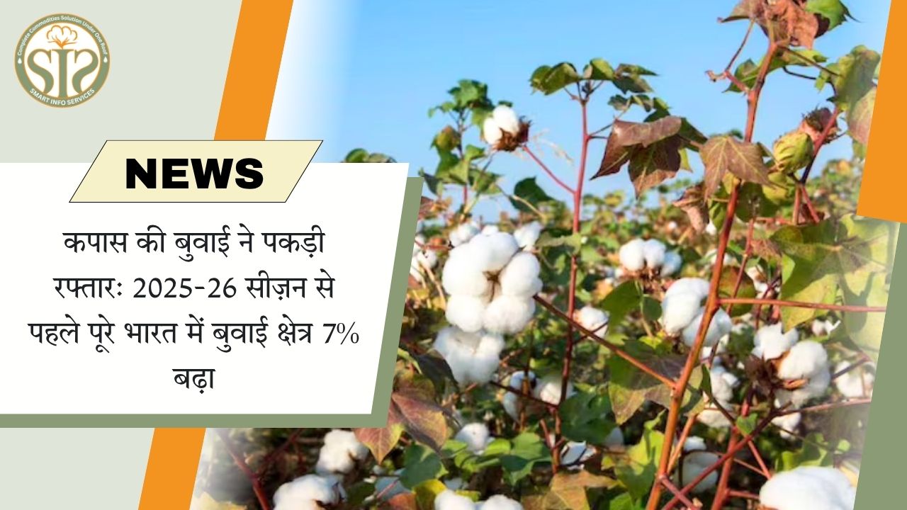 2025-26 सीज़न से पहले कपास की बुआई 7% बढ़ी