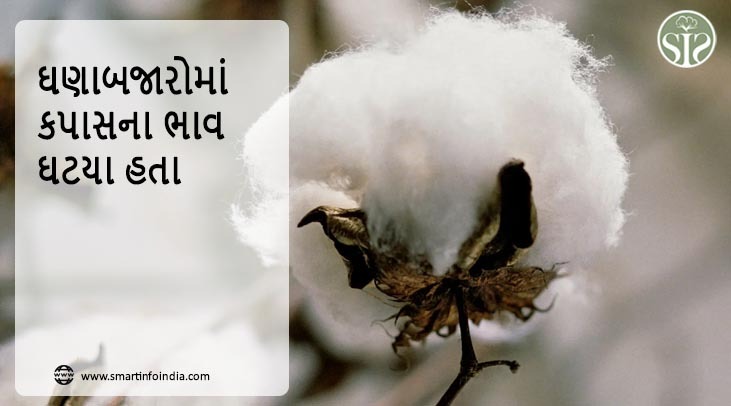 ઘણાબજારોમાં કપાસના ભાવ ઘટયા હતા