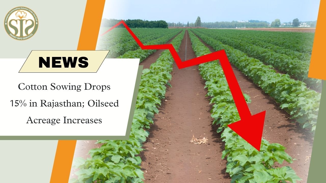 Rajasthan Cotton Sowing Falls 15%