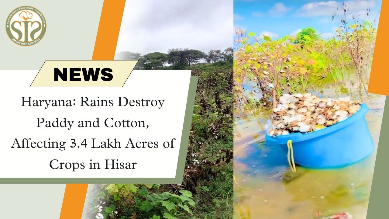 Haryana: Rain destroys 3.4 lakh acres of crops