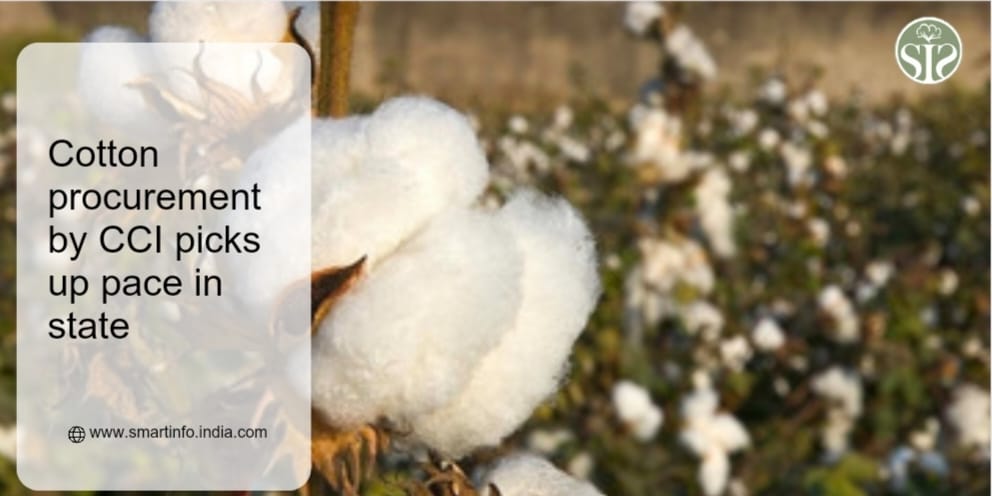 Cotton procurement by CCI in the state accelerated