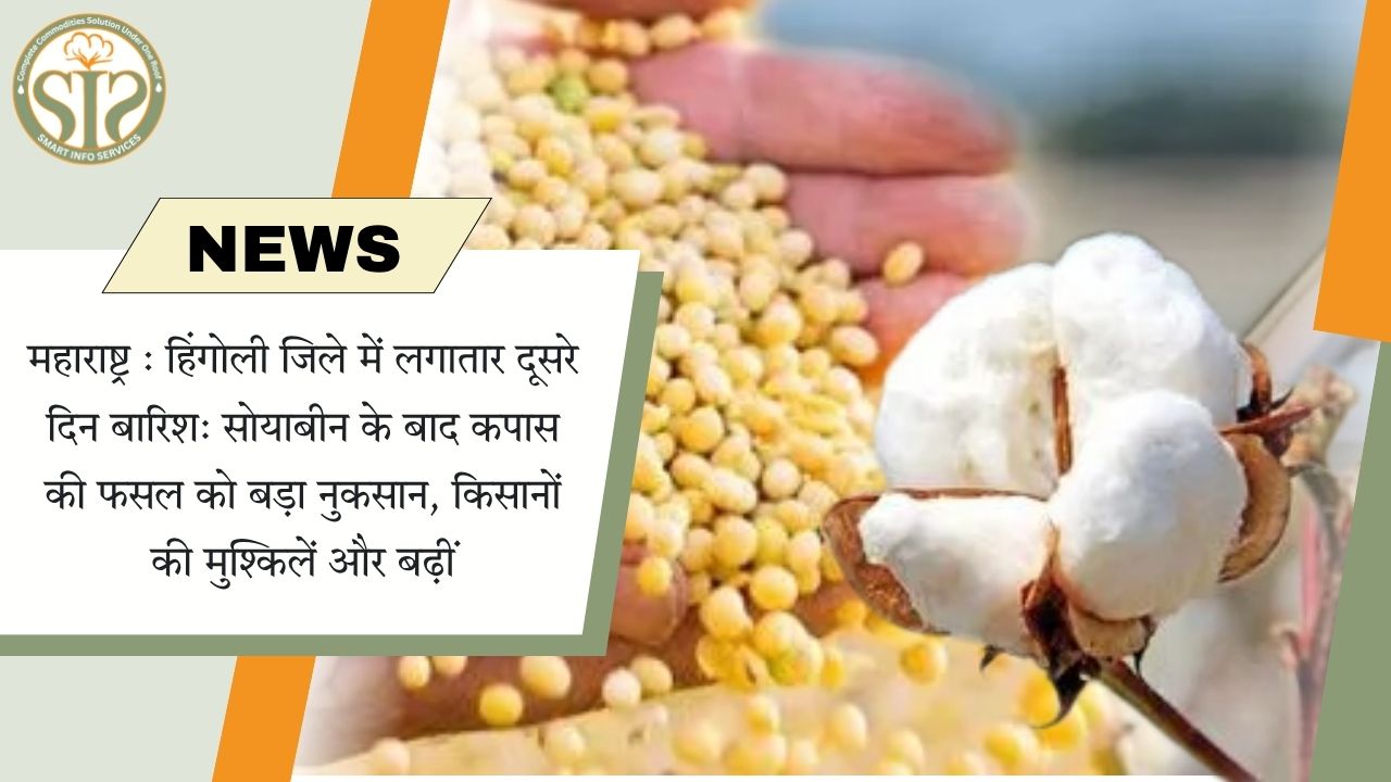 हिंगोली में फिर बारिश, कपास की फसल को नुकसान