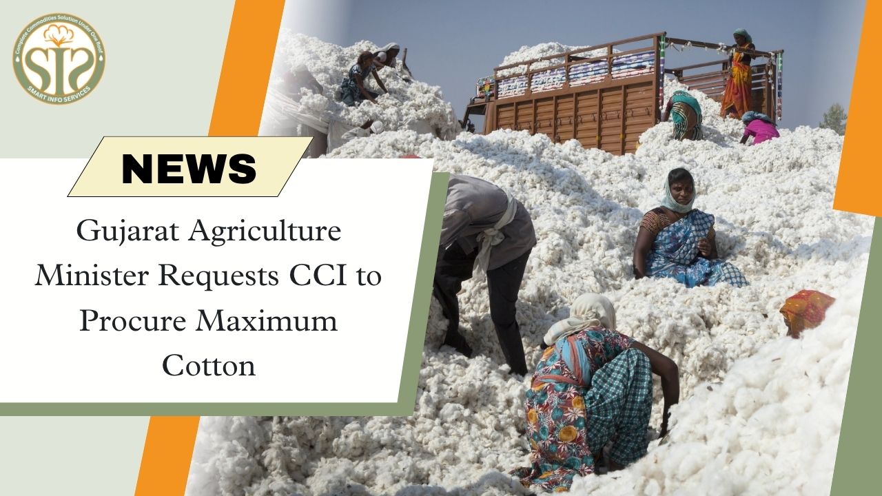 Gujarat Agriculture Minister demands CCI to buy more cotton