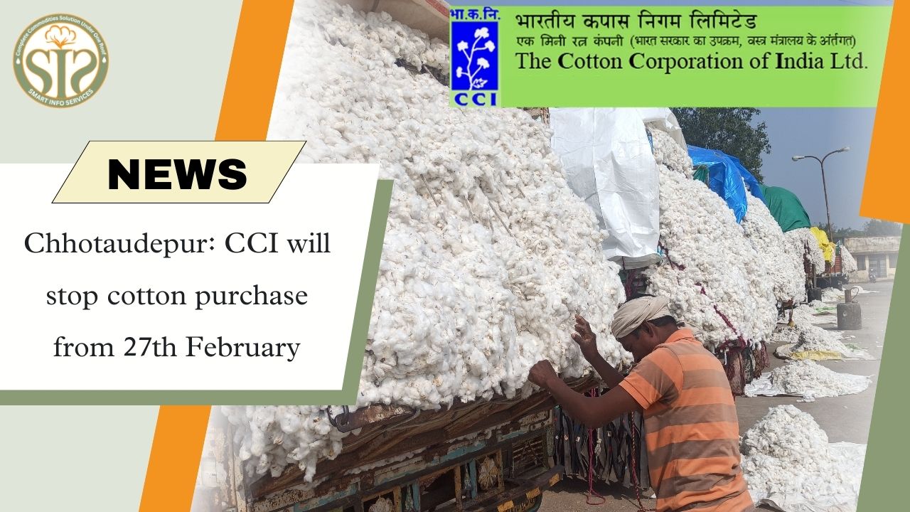 Chhotaudepur: CCI will stop cotton purchase from February 27