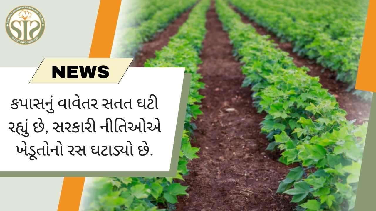 કપાસના વાવેતરમાં ઘટાડો: નીતિઓ ખેડૂતોનો રસ ઘટાડે છે