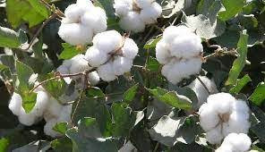 *Cotton hits 2-week low as Omicron concerns drive broader market retreat*