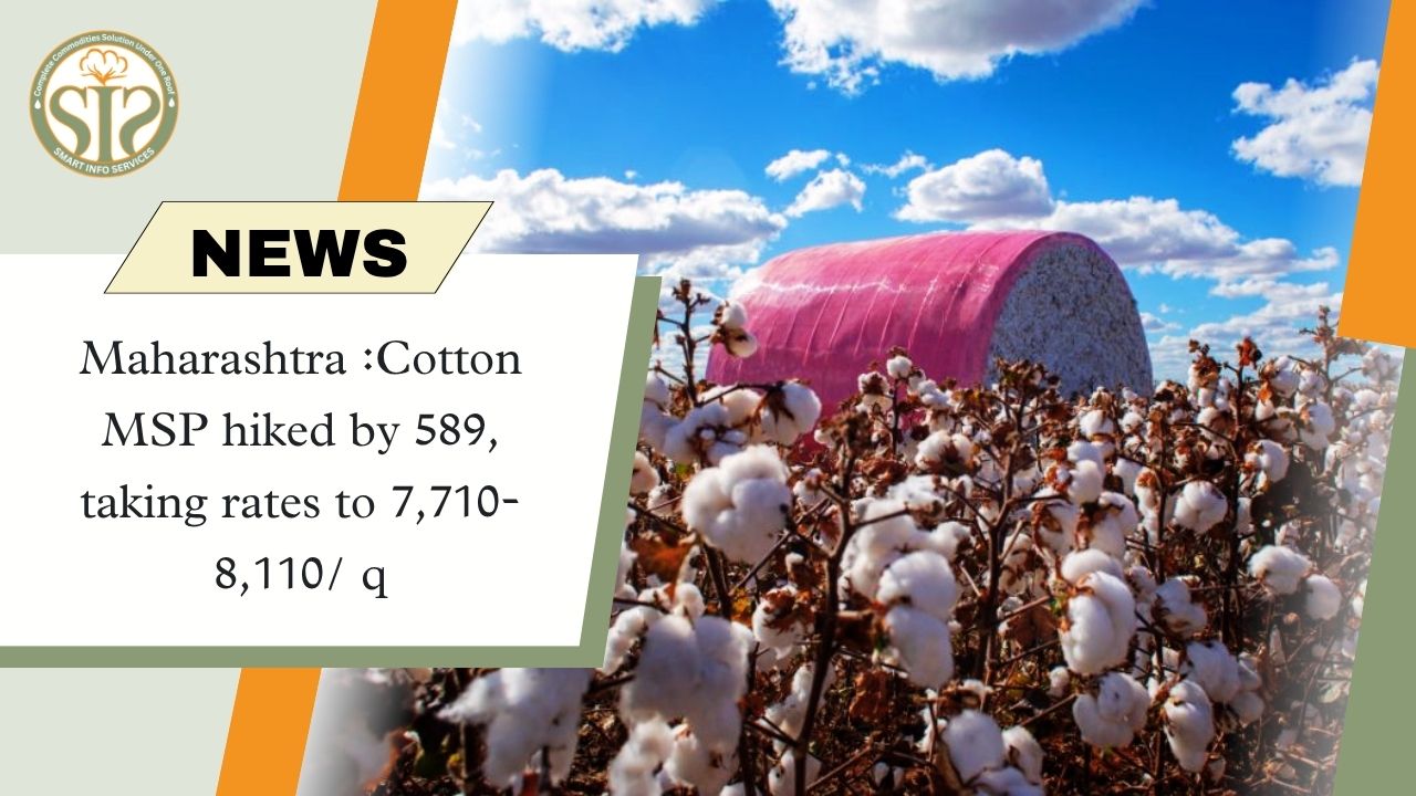 Maharastra :Cotton MSP hiked by 589, taking rates to 7,710-8,110/ quintal